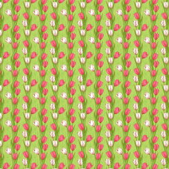 Two Color Elegant Tulips