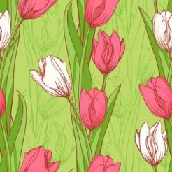 Two Color Elegant Tulips