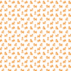 Cute Shiba Inu With Tongue Out