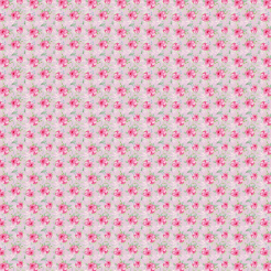 Beautiful Pink Roses