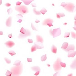 Beautiful Cherry Blossom Petal