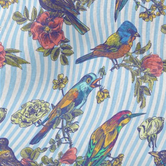 Colorful Bird Courtship Terry