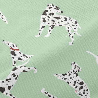 Cute And Gentle Dalmatian Piqué