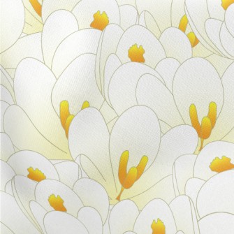 Blooming White Crocuses Stretch Ponte